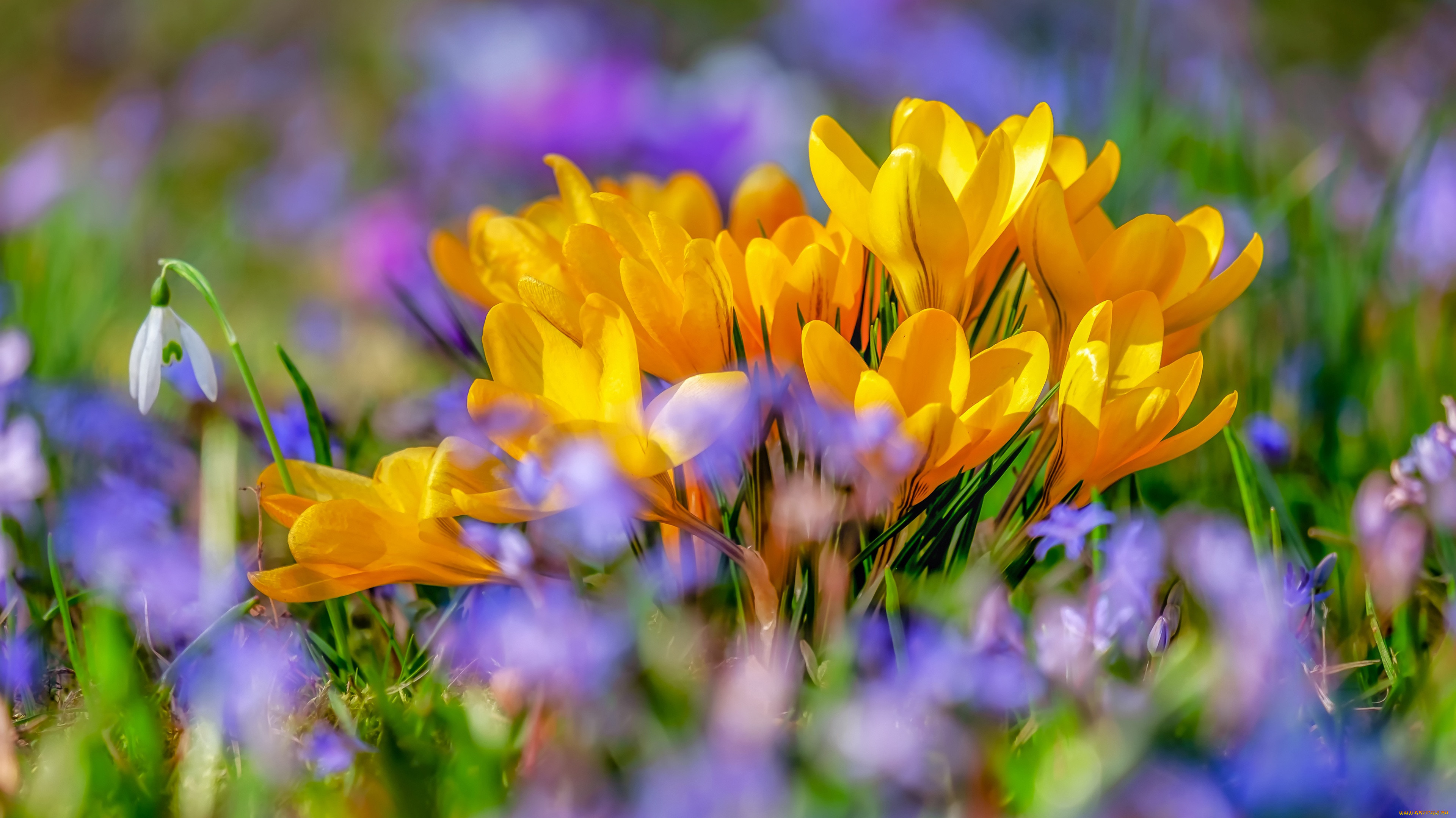 �����, �������